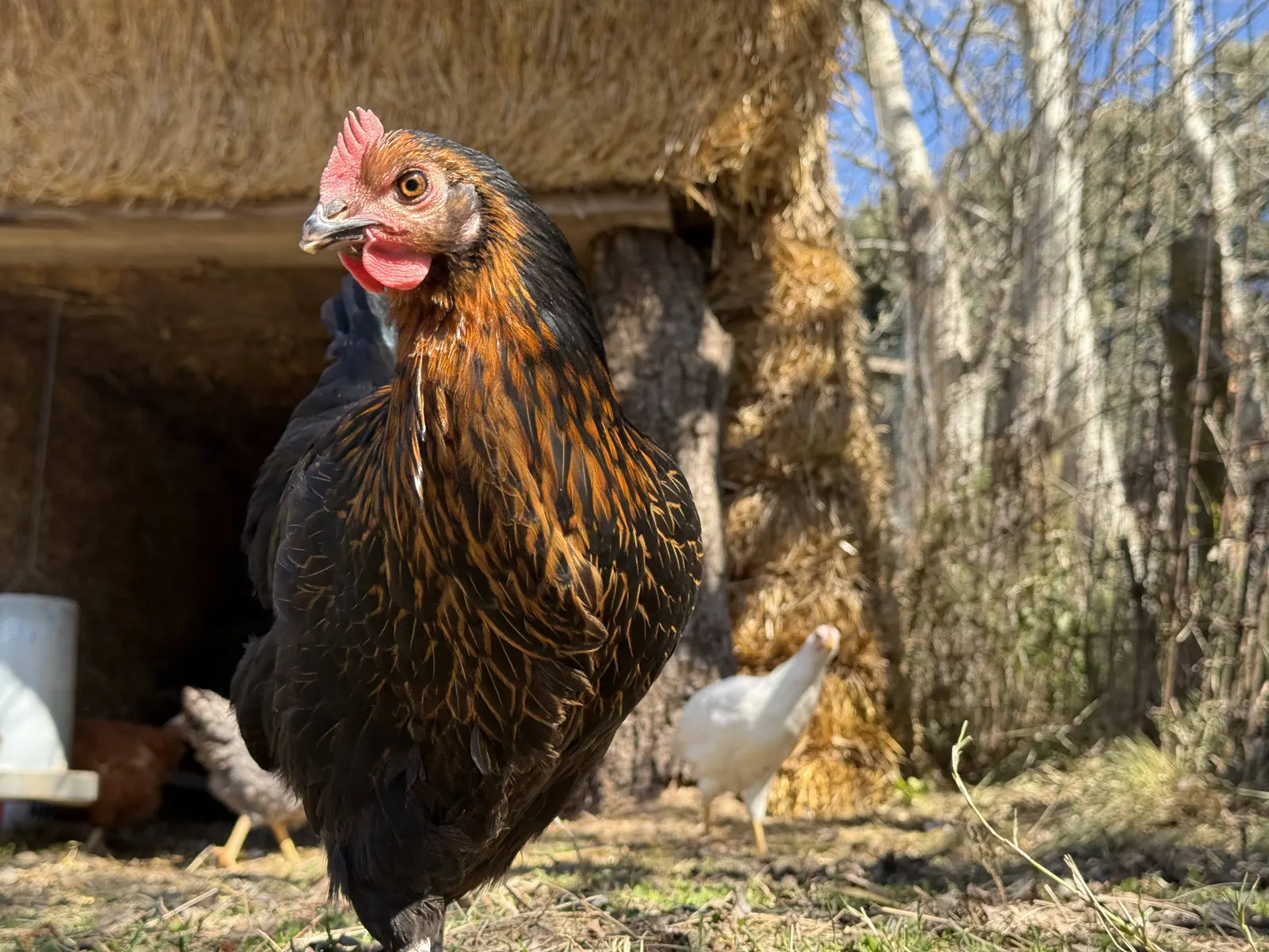 Gallines de la casa