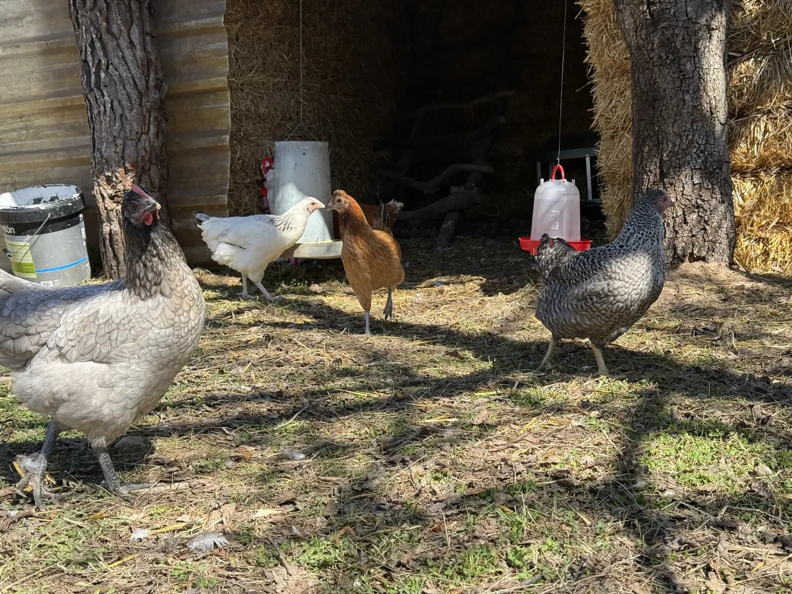 Gallines de la casa