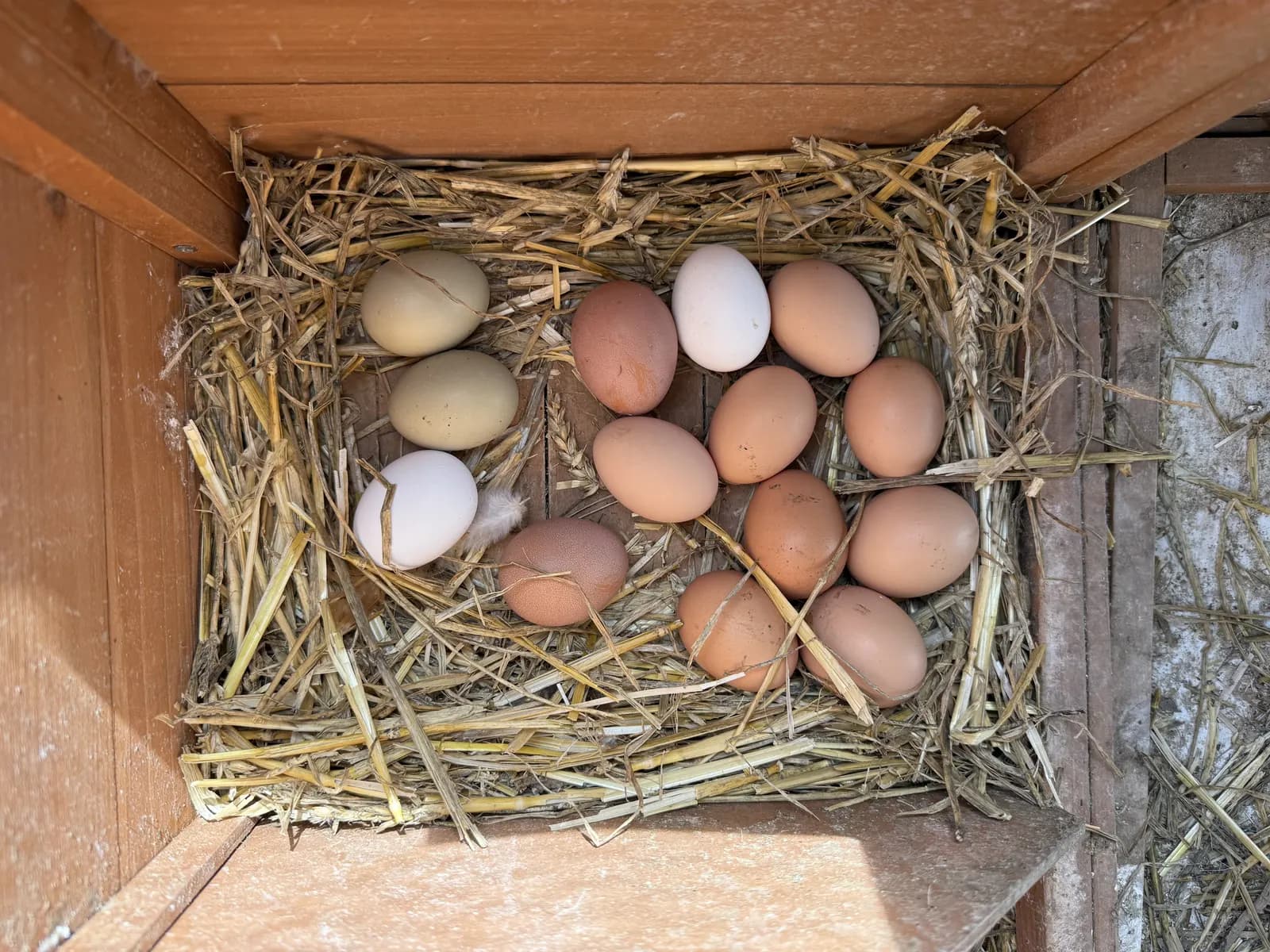 Si veniu amb nens petits i els fa il·lusió, els ensenyarem com recollir els ous de les gallines i després els podreu menjar.